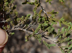 Calytrix leptophylla