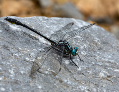 Stenogomphurus consanguis