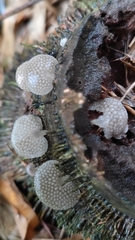 Favolaschia xtbgensis