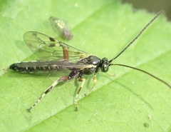 Itoplectis maculator