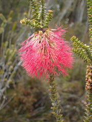 Melaleuca transversa