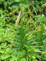 Lilium longiflorum scabrum