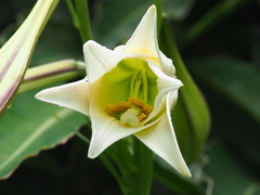 Lilium longiflorum scabrum