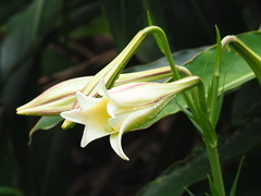 Lilium longiflorum scabrum