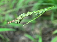 Carex hirtifolia