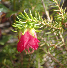 Darwinia oxylepis