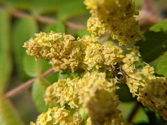 Trichiotinus piger
