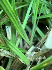Carex hirtifolia
