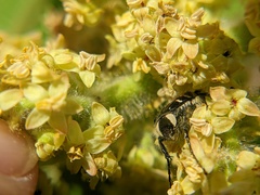 Trichiotinus piger