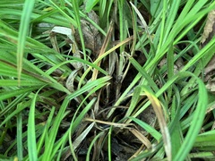 Carex hirtifolia