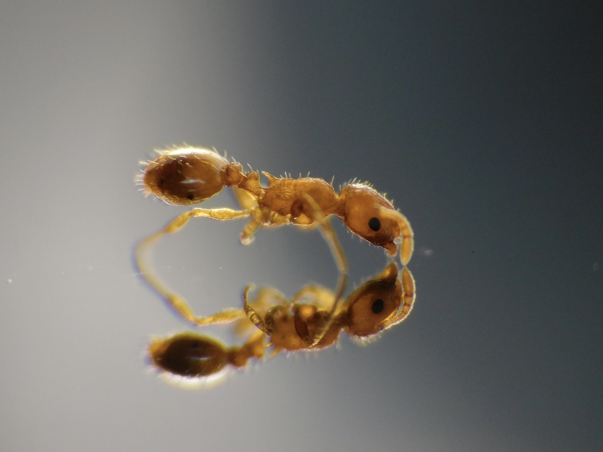 Temnothorax flavicornis