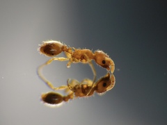 Temnothorax flavicornis