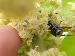 Trichiotinus piger