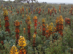 Hakea victoria