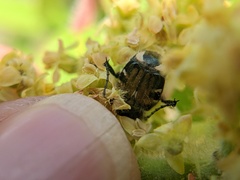 Trichiotinus piger