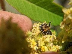 Trichiotinus piger