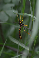 Megarhyssa nortoni