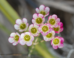 Chamelaucium megalopetalum