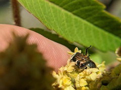 Trichiotinus piger