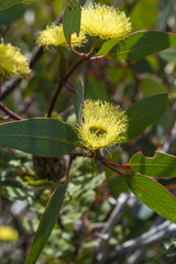 Eucalyptus preissiana