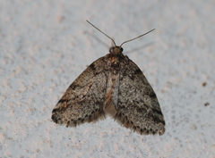 Tephronia bytinskii