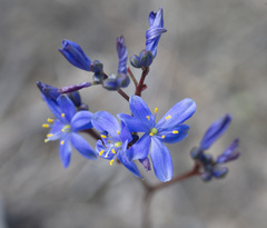 Chamaescilla corymbosa