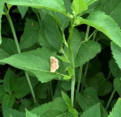 Metarranthis hypochraria