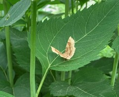 Metarranthis hypochraria