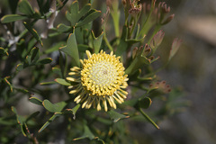 Isopogon trilobus