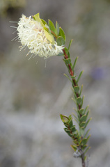 Pimelea lehmanniana