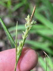 Carex hirtifolia