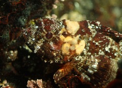 Scorpaena guttata