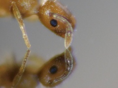 Temnothorax flavicornis