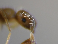 Temnothorax flavicornis
