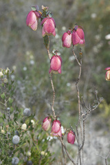 Pimelea physodes