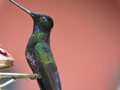 Coeligena helianthea