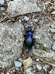 Carabus intricatus