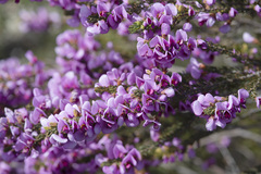 Gompholobium scabrum