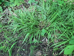 Carex hirtifolia