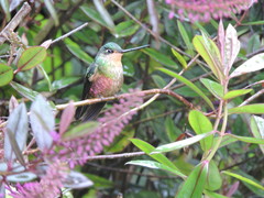 Coeligena helianthea