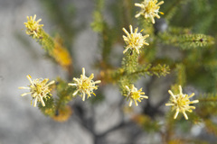 Petrophile ericifolia
