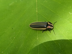 Pyractomena angulata