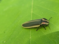 Pyractomena angulata