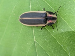 Pyractomena angulata