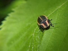 Pyractomena angulata