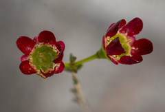 Chamelaucium megalopetalum