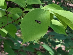 Pyractomena angulata
