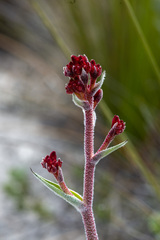 Anigozanthos rufus