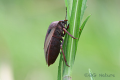 Chalcopis glandulosa