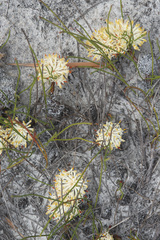 Petrophile prostrata